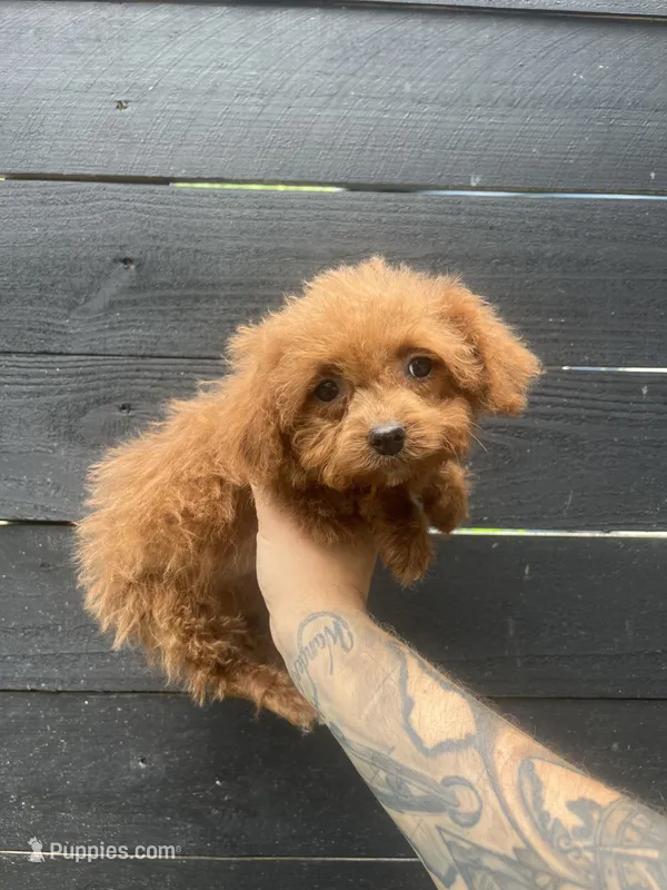 T-cup Cockapoo – Cocker Spaniel, Poodle - Toy  puppy for sale in Bristol, TN