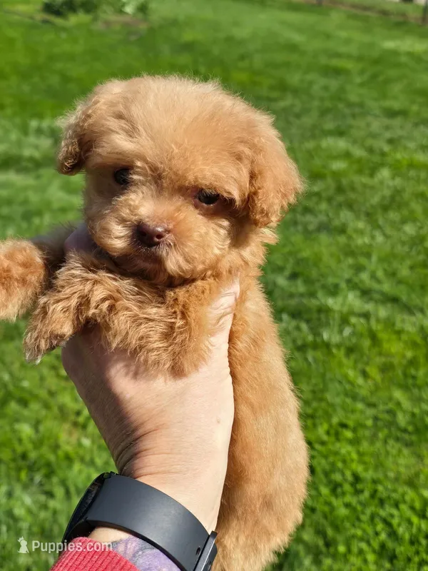 T-Cup Boy  – Poodle - Toy  puppy for sale in Bristol, TN