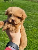 T-Cup Boy , a male Poodle - Toy  for sale in Bristol, TN – Photo 1 of 2