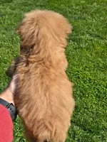 T-Cup Boy , a male Poodle - Toy  for sale in Bristol, TN – Photo 2 of 2