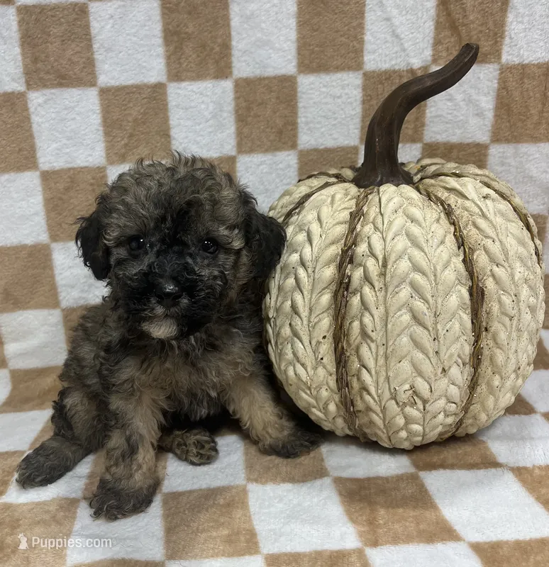 Brown M2 – Poodle - Toy  puppy for sale in Bristol, TN