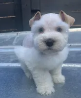 Red n White Parti (double blues) , a male Miniature Schnauzer for sale in Bristol, TN – Photo 2 of 4
