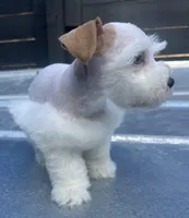 Red n White Parti (double blues) , a male Miniature Schnauzer for sale in Bristol, TN – Photo 3 of 4