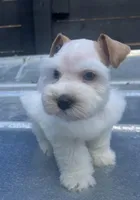 Red n White Parti (double blues) , a male Miniature Schnauzer for sale in Bristol, TN – Photo 1 of 4