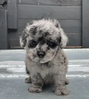Toy Poodle Merle M , a male Poodle - Toy  for sale in Bristol, TN – Photo 1 of 2