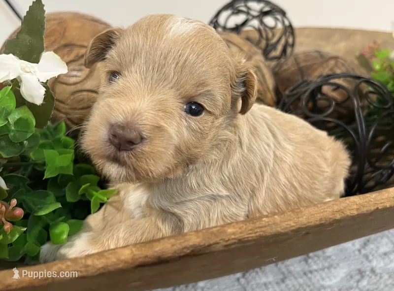 Red F#2 – Miniature Schnauzer puppy for sale in Bristol, TN