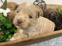 Red F#2, a female Miniature Schnauzer for sale in Bristol, TN – 1 of 3