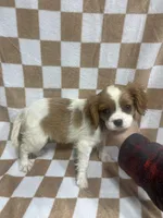 Blenheim Cav, a female Cavalier King Charles Spaniel for sale in Bristol, TN – Photo 2 of 3
