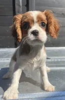 Blenheim Cav, a female Cavalier King Charles Spaniel for sale in Bristol, TN – Photo 1 of 3