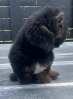 Phantom Male , a male Poodle - Miniature  for sale in Bristol, TN – 3 of 3