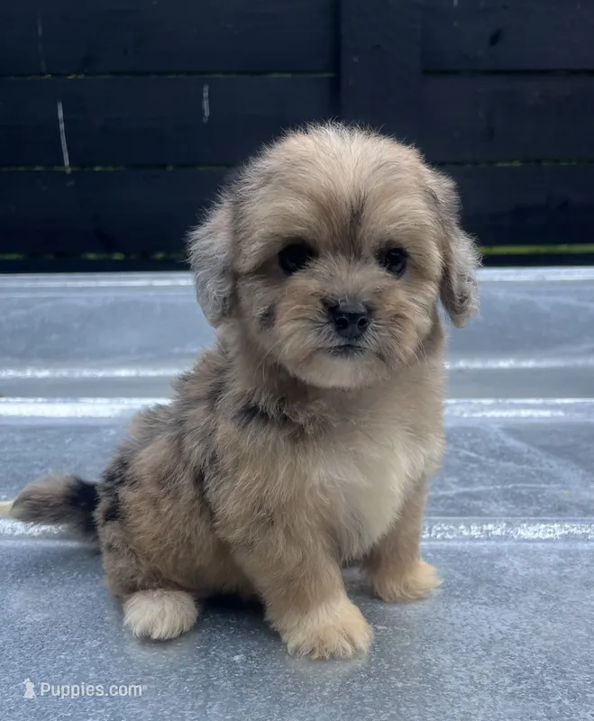 Havapoo F#2 – Havanese, Poodle - Toy  puppy for sale in Bristol, TN