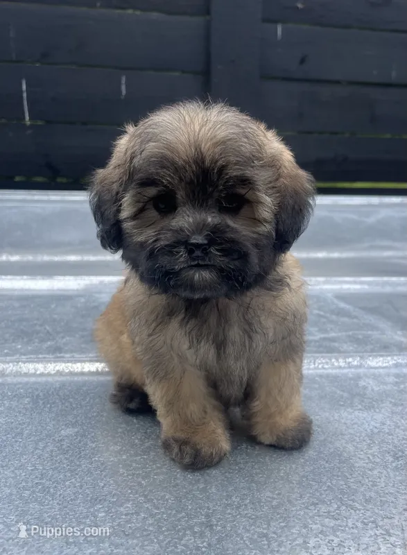 Havapoo F#1 – Havanese, Poodle - Toy  puppy for sale in Bristol, TN