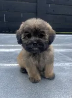 Havapoo F#1, a female Havanese and Poodle - Toy  for sale in Bristol, TN – 1 of 1