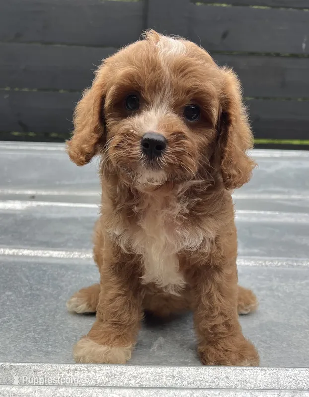 Cavapoo male #1 – Cavalier King Charles Spaniel, Poodle - Toy  puppy for sale in Bristol, TN
