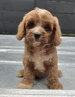 Cavapoo male #1, a male Cavalier King Charles Spaniel and Poodle - Toy  for sale in Bristol, TN – 1 of 1