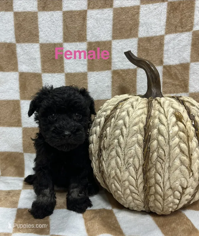 Black F2 – Schnoodle puppy for sale in Bristol, TN