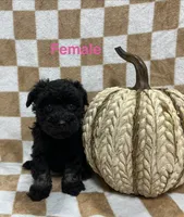 Black F2, a female Schnoodle for sale in Bristol, TN – 1 of 1