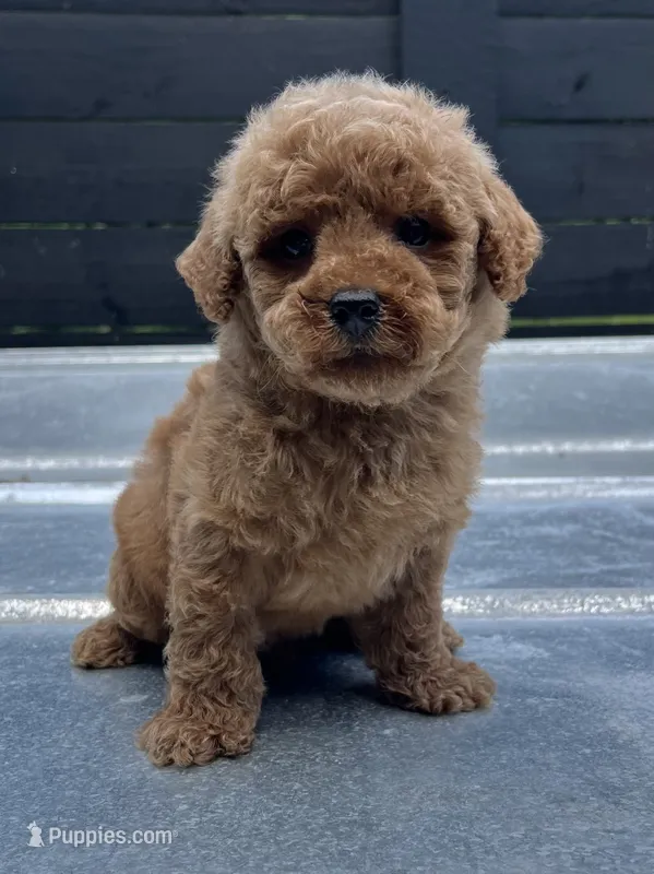 Mini M#1 – Poodle - Miniature  puppy for sale in Bristol, TN