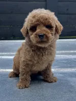 Mini M#1, a male Poodle - Miniature  for sale in Bristol, TN – 1 of 1