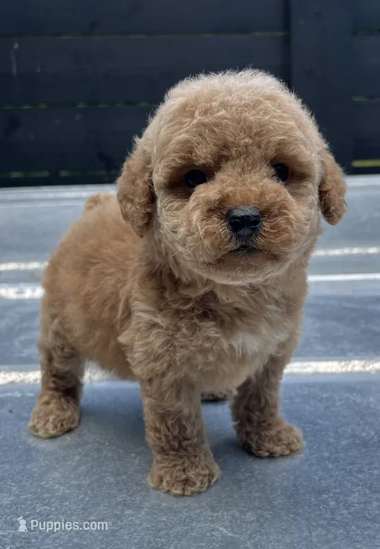 Mini F#1  – Poodle - Miniature  puppy for sale in Bristol, TN