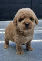 Mini F#1 , a female Poodle - Miniature  for sale in Bristol, TN – 1 of 1