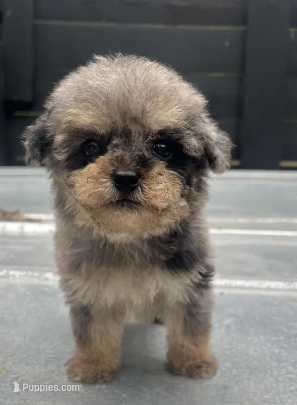 Toy Merle #3 – Poodle - Toy  puppy for sale in Bristol, TN