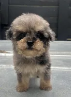 Toy Merle #3, a female Poodle - Toy  for sale in Bristol, TN – Photo 1 of 4