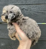 Toy Merle #3, a female Poodle - Toy  for sale in Bristol, TN – Photo 3 of 4