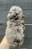 Toy Merle #3, a female Poodle - Toy  for sale in Bristol, TN – Photo 4 of 4