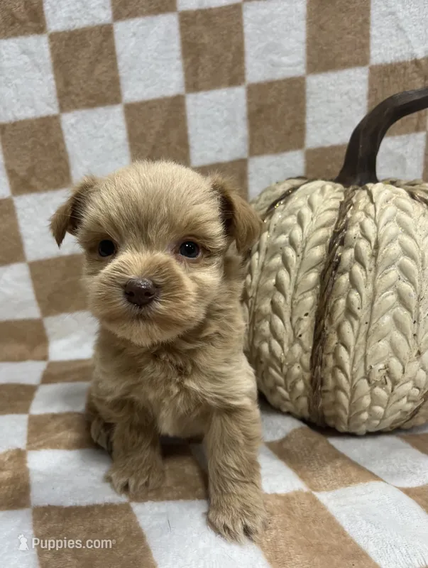Red boy – Miniature Schnauzer puppy for sale in Bristol, TN