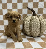 Red 1, a female Cavalier King Charles Spaniel and Poodle - Miniature  for sale in Bristol, TN – 1 of 1