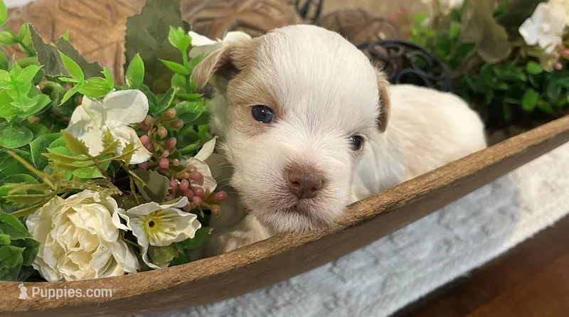 Red parti  – Miniature Schnauzer puppy for sale in Bristol, TN