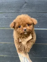 T-cup Cockapoo, a female Cocker Spaniel and Poodle - Toy  for sale in Bristol, TN – 2 of 3