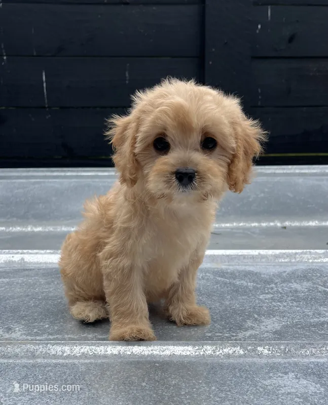 Cavapoo #3 – Cavalier King Charles Spaniel, Poodle - Toy  puppy for sale in Bristol, TN