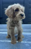 Red, a male Miniature Schnauzer and Poodle - Toy  for sale in Bristol, TN – 2 of 2