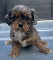 Cavapoo #1, a female Cavalier King Charles Spaniel and Poodle - Toy  for sale in Bristol, TN – Photo 1 of 2