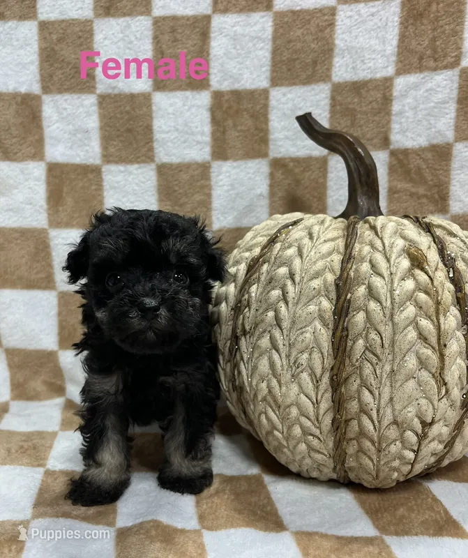 Black F1 – Schnoodle puppy for sale in Bristol, TN
