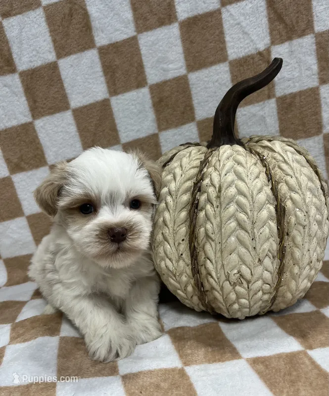 Red parti  – Miniature Schnauzer puppy for sale in Bristol, TN