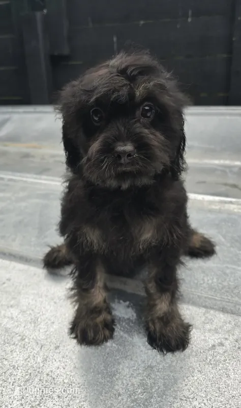 Cavapoo  – Cavalier King Charles Spaniel, Poodle - Toy  puppy for sale in Bristol, TN