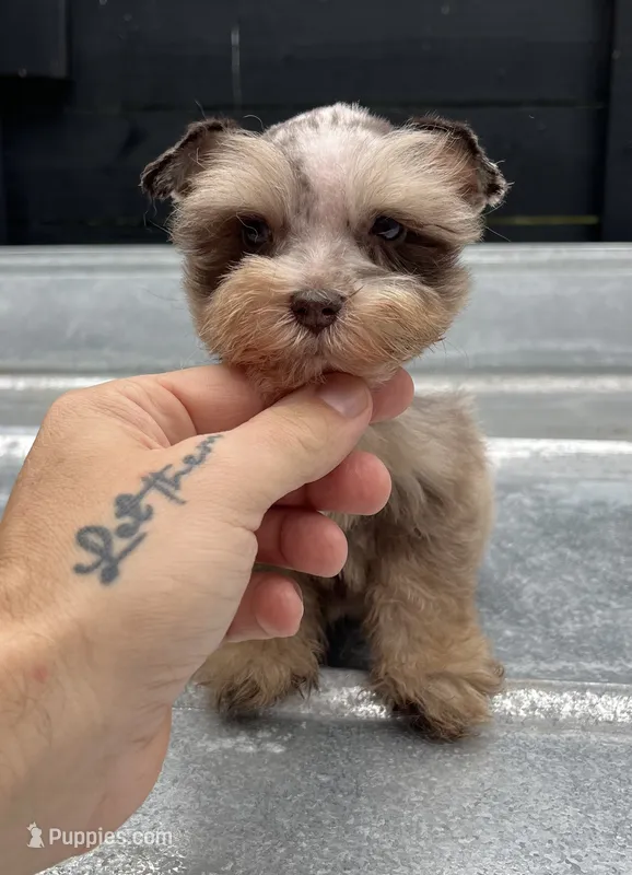 Merle  – Miniature Schnauzer puppy for sale in Bristol, TN