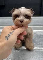 Merle , a male Miniature Schnauzer for sale in Bristol, TN – 1 of 4