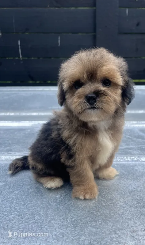 Havapoo M#3 – Havanese, Poodle - Toy  puppy for sale in Bristol, TN