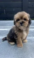 Havapoo M#3, a male Havanese and Poodle - Toy  for sale in Bristol, TN – 1 of 2