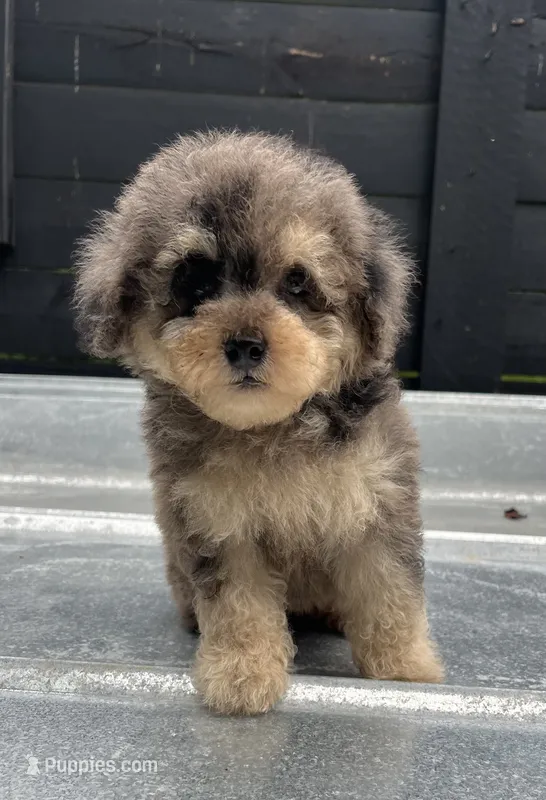 Merle toy  – Poodle - Toy  puppy for sale in Bristol, TN