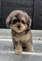 Merle toy , a male Poodle - Toy  for sale in Bristol, TN – 1 of 4