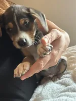 Finley, a male Catahoula Leopard Dog and Beagle for sale in North Little Rock, AR – 2 of 2