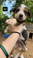 Willow, a female Catahoula Leopard Dog and Beagle for sale in North Little Rock, AR – 1 of 3