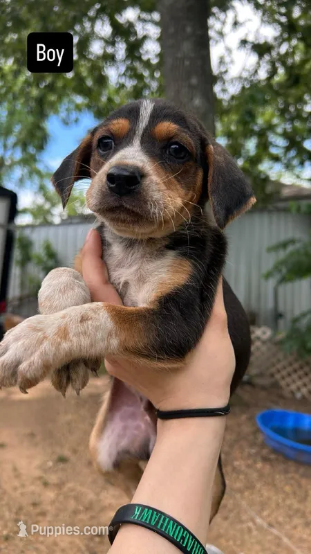 Finley – Catahoula Leopard Dog, Beagle puppy for sale in North Little Rock, AR