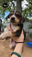 Finley, a male Catahoula Leopard Dog and Beagle for sale in North Little Rock, AR – 1 of 2