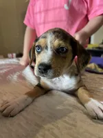 Millie , a female Catahoula Leopard Dog and Beagle for sale in North Little Rock, AR – 2 of 2